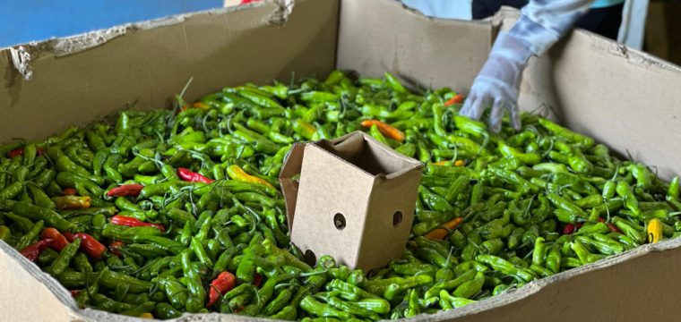 WhatsApp-Image-2025-10-31-at-9.45.11-AM-4